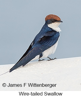 Wire-tailed Swallow - © James F Wittenberger and Exotic Birding LLC