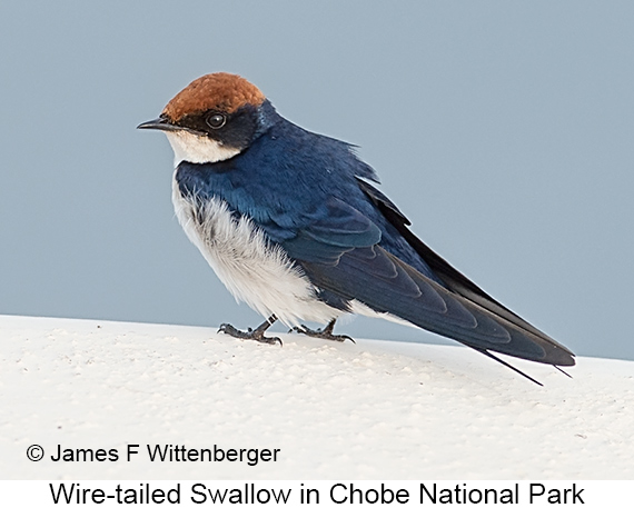 Wire-tailed Swallow - © The Photographer and Exotic Birding LLC