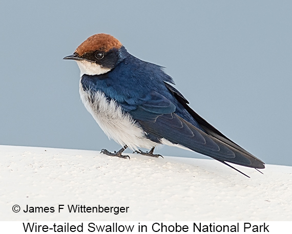 Wire-tailed Swallow - © James F Wittenberger and Exotic Birding LLC Wire-tailed Swallow - © James F Wittenberger and Exotic Birding LLC