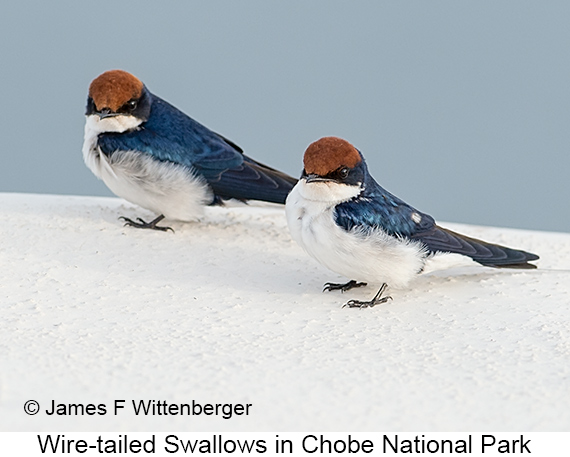 Wire-tailed Swallow - © James F Wittenberger and Exotic Birding LLC