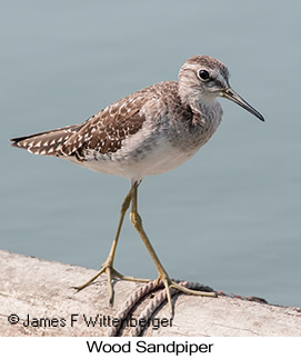 Wood Sandpiper - © James F Wittenberger and Exotic Birding LLC Wood Sandpiper - © James F Wittenberger and Exotic Birding LLC
