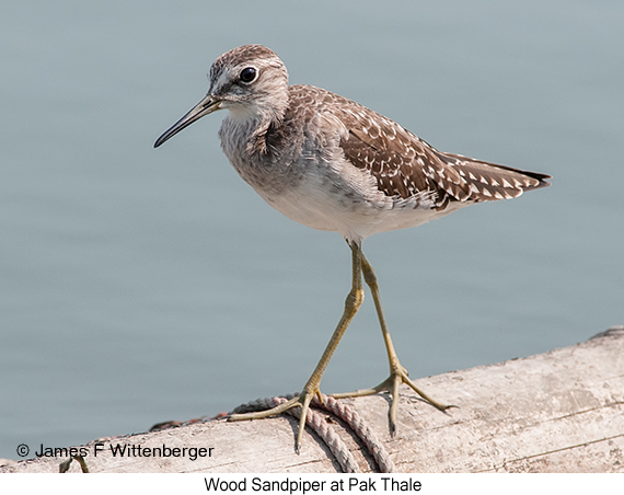 Wood Sandpiper - © James F Wittenberger and Exotic Birding LLC