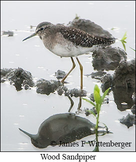 Wood Sandpiper - © James F Wittenberger and Exotic Birding LLC