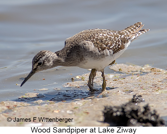 Wood Sandpiper - © James F Wittenberger and Exotic Birding LLC Wood Sandpiper - © James F Wittenberger and Exotic Birding LLC
