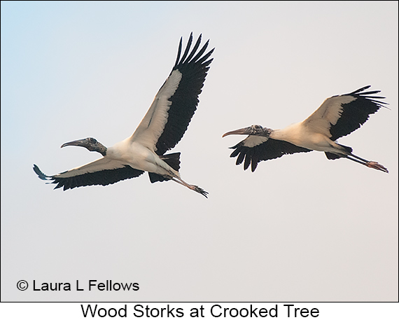 Wood Stork - © James F Wittenberger and Exotic Birding LLC Wood Stork - © James F Wittenberger and Exotic Birding LLC