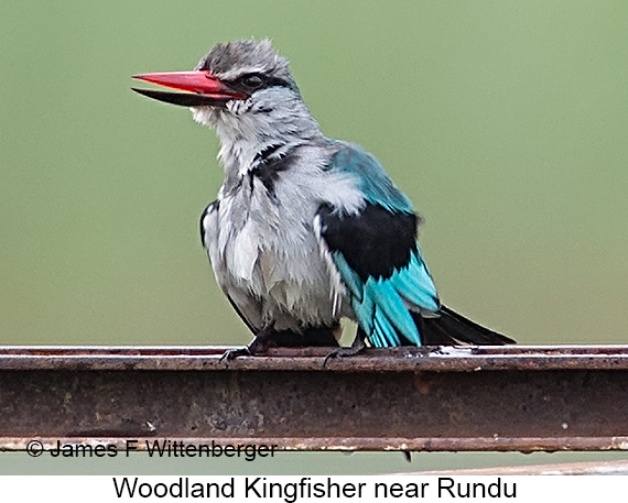 Woodland Kingfisher - © James F Wittenberger and Exotic Birding LLC