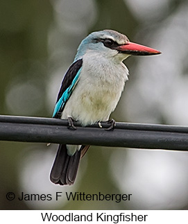 Woodland Kingfisher - © James F Wittenberger and Exotic Birding LLC