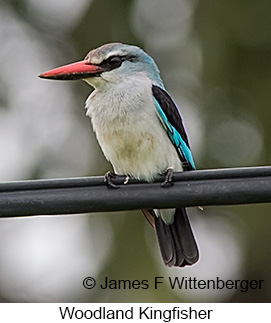 Woodland Kingfisher - © James F Wittenberger and Exotic Birding LLC