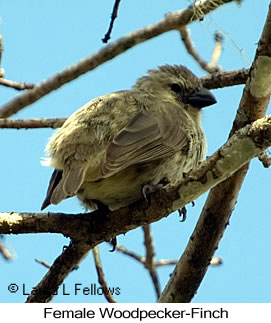 Woodpecker Finch - © Laura L Fellows and Exotic Birding LLC