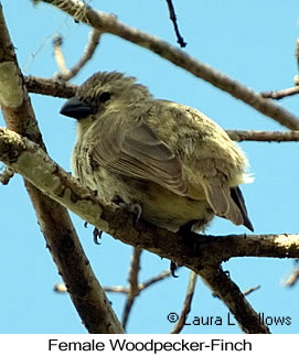 Woodpecker Finch - &copy; Laura L Fellows and Exotic Birding Tours