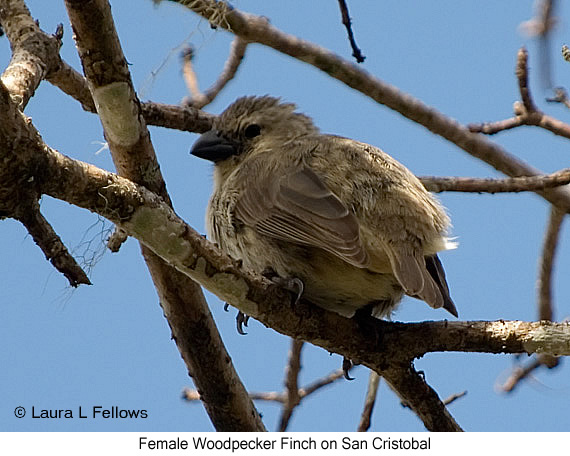 Woodpecker Finch - © Laura L Fellows and Exotic Birding LLC