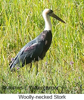 Woolly-necked Stork - © James F Wittenberger and Exotic Birding LLC