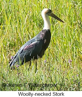 Woolly-necked Stork - © James F Wittenberger and Exotic Birding LLC Woolly-necked Stork - © James F Wittenberger and Exotic Birding LLC