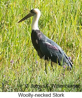 Woolly-necked Stork - &copy; James F Wittenberger and Exotic Birding LLC