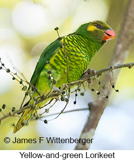 Yellow-and-green Lorikeet - © James F Wittenberger and Exotic Birding LLC