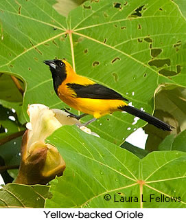 Yellow-backed Oriole - © Laura L Fellows and Exotic Birding LLC