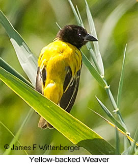 Black-headed Weaver - © James F Wittenberger and Exotic Birding LLC