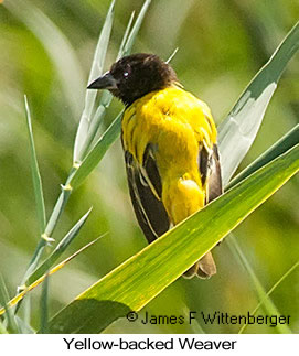 Black-headed Weaver - © James F Wittenberger and Exotic Birding LLC