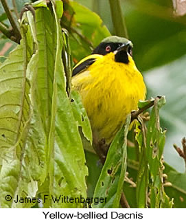 Yellow-bellied Dacnis - © James F Wittenberger and Exotic Birding LLC