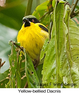 Yellow-bellied Dacnis - © James F Wittenberger and Exotic Birding LLC Yellow-bellied Dacnis - © James F Wittenberger and Exotic Birding LLC