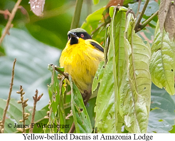 Yellow-bellied Dacnis - &copy; James F Wittenberger and Exotic Birding LLC