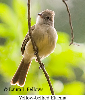 Yellow-bellied Elaenia - &copy; Laura L Fellows and Exotic Birding Tours