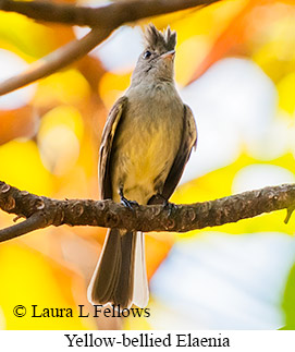 Yellow-bellied Elaenia - © Laura L Fellows and Exotic Birding LLC