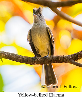 Yellow-bellied Elaenia - © Laura L Fellows and Exotic Birding LLC