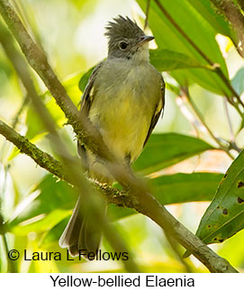 Yellow-bellied Elaenia - © Laura L Fellows and Exotic Birding LLC