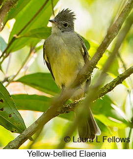 Yellow-bellied Elaenia - © Laura L Fellows and Exotic Birding LLC