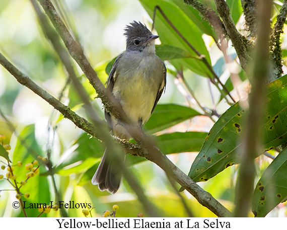 Yellow-bellied Elaenia - &copy; James F Wittenberger and Exotic Birding LLC