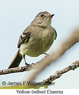 Yellow-bellied Elaenia - © James F Wittenberger and Exotic Birding LLC