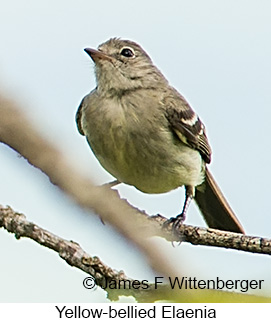 Yellow-bellied Elaenia - © James F Wittenberger and Exotic Birding LLC