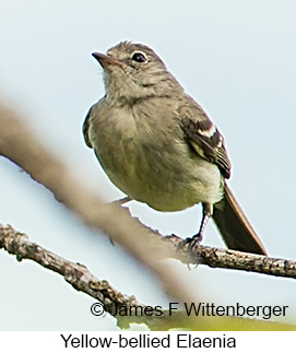 Yellow-bellied Elaenia - © James F Wittenberger and Exotic Birding LLC Yellow-bellied Elaenia - © James F Wittenberger and Exotic Birding LLC