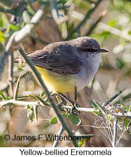Yellow-bellied Eremomela - © James F Wittenberger and Exotic Birding LLC