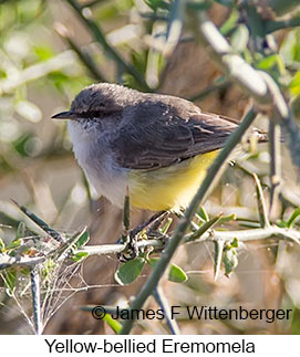 Yellow-bellied Eremomela - © James F Wittenberger and Exotic Birding LLC