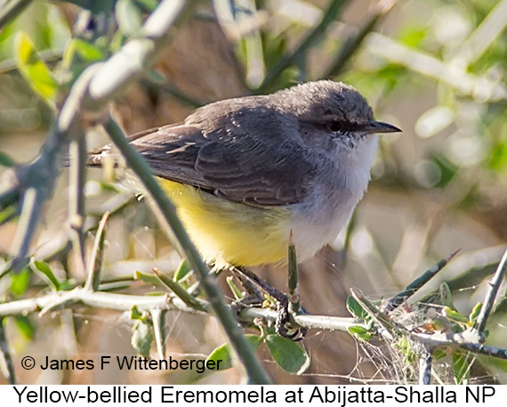 Yellow-bellied Eremomela - © James F Wittenberger and Exotic Birding LLC