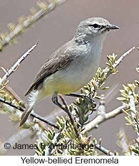 Yellow-bellied Eremomela - © James F Wittenberger and Exotic Birding LLC