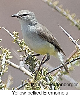 Yellow-bellied Eremomela - © James F Wittenberger and Exotic Birding LLC