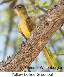 Yellow-bellied Greenbul - © James F Wittenberger and Exotic Birding LLC