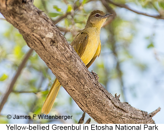 Yellow-bellied Greenbul - © James F Wittenberger and Exotic Birding LLC