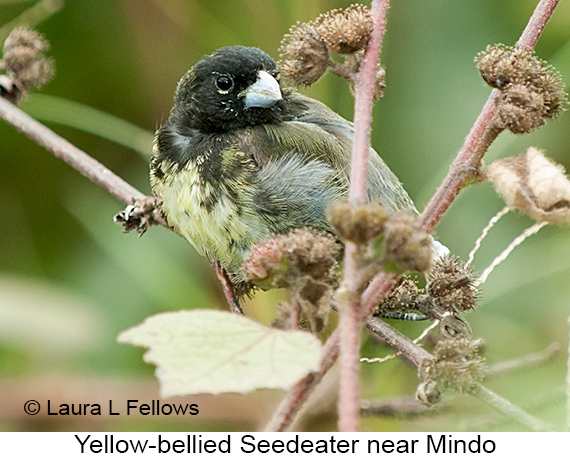 Yellow-bellied Seedeater - © James F Wittenberger and Exotic Birding LLC Yellow-bellied Seedeater - © James F Wittenberger and Exotic Birding LLC