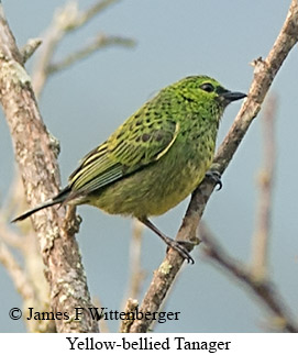 Yellow-bellied Tanager - © James F Wittenberger and Exotic Birding LLC