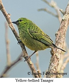Yellow-bellied Tanager - © James F Wittenberger and Exotic Birding LLC Yellow-bellied Tanager - © James F Wittenberger and Exotic Birding LLC