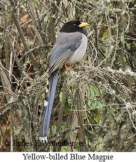 Yellow-billed Blue-Magpie - © James F Wittenberger and Exotic Birding LLC Yellow-billed Blue-Magpie - © James F Wittenberger and Exotic Birding LLC