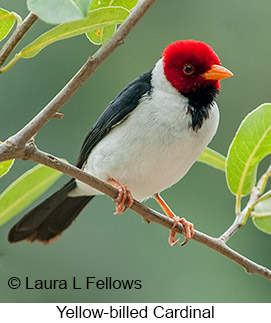 Yellow-billed Cardinal - © Laura L Fellows and Exotic Birding LLC