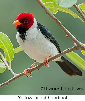 Yellow-billed Cardinal - © Laura L Fellows and Exotic Birding LLC