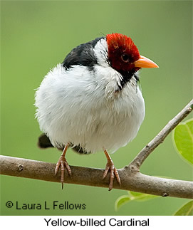 Yellow-billed Cardinal - © Laura L Fellows and Exotic Birding LLC