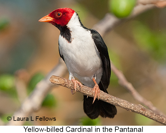 Yellow-billed Cardinal - © Laura L Fellows and Exotic Birding LLC