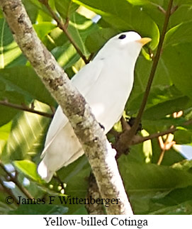 Yellow-billed Cotinga - © James F Wittenberger and Exotic Birding LLC